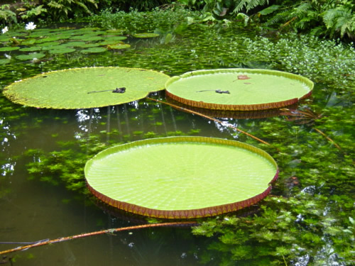 Amazon water lily pads (padma/pema)