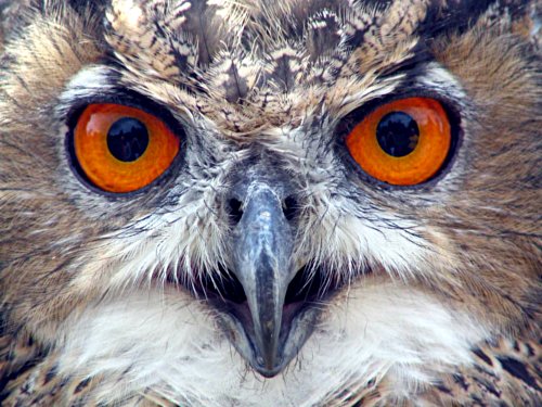 Precepts of the owls: falsehood