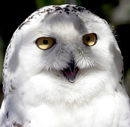 Snowy Owl